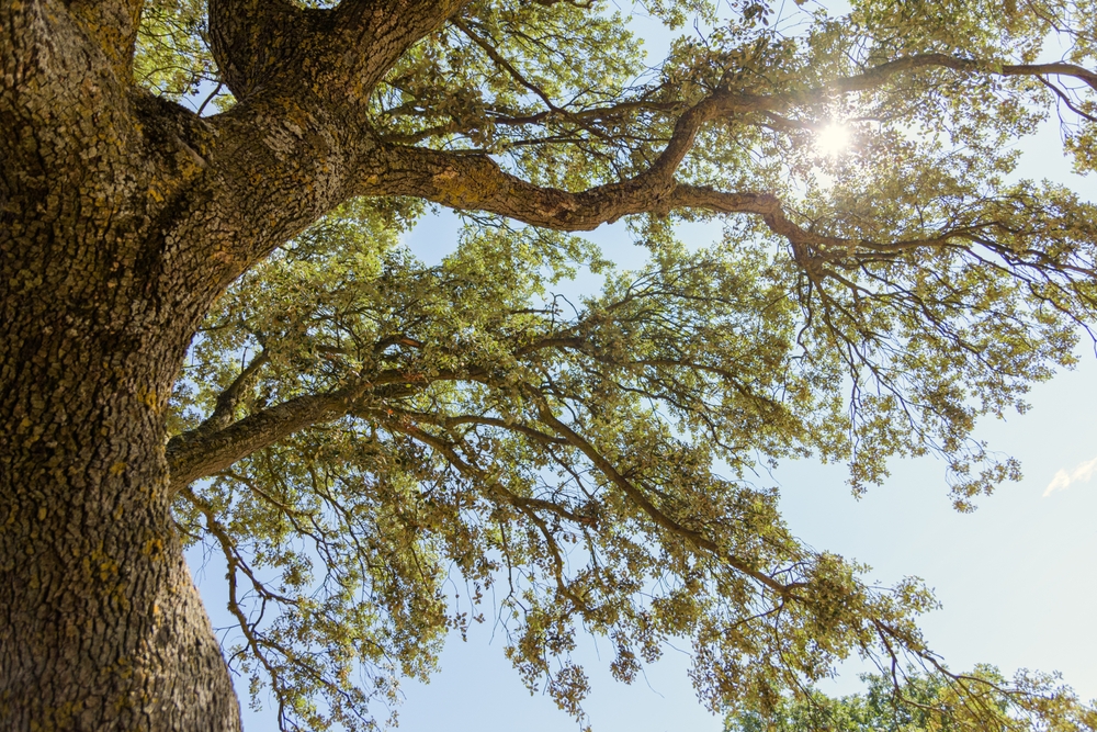 Oak tree